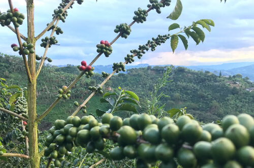 Cristalina coffeee farm