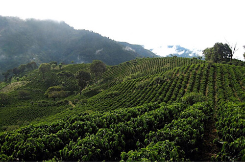 Santa Elena coffee landscape