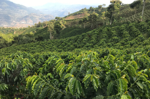 Titiribí coffee landscape